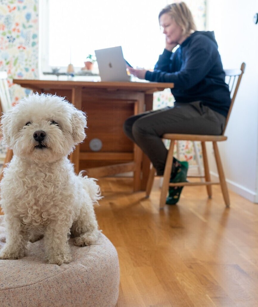 Kvinna vid köksbord med en laptop, i förgrunden sitter en vit hund.