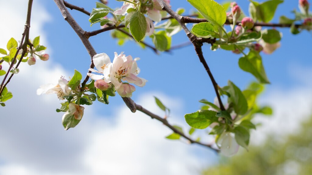 Ett blommande träds grenar mot en blå himmel. Miljö och klimat.